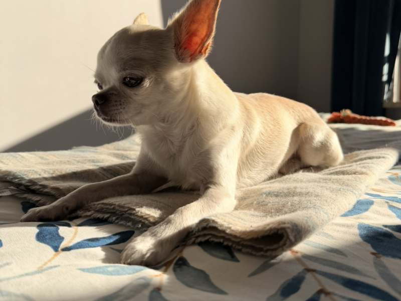 ZAGINĄŁ CHIHUAHUA !!