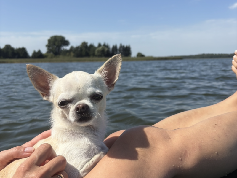 ZAGINĄŁ CHIHUAHUA !!