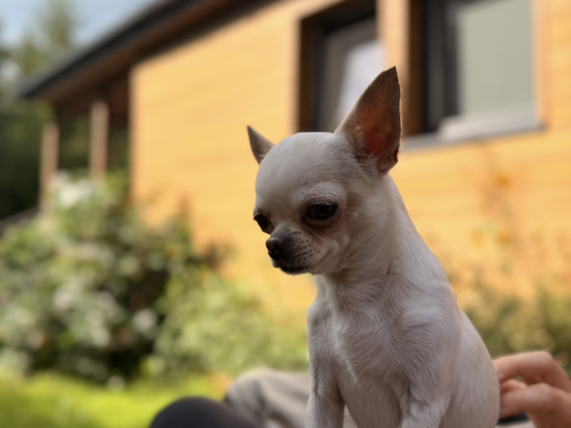 ZAGINĄŁ CHIHUAHUA !!