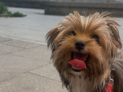 Zaginięcie Piesek Reks