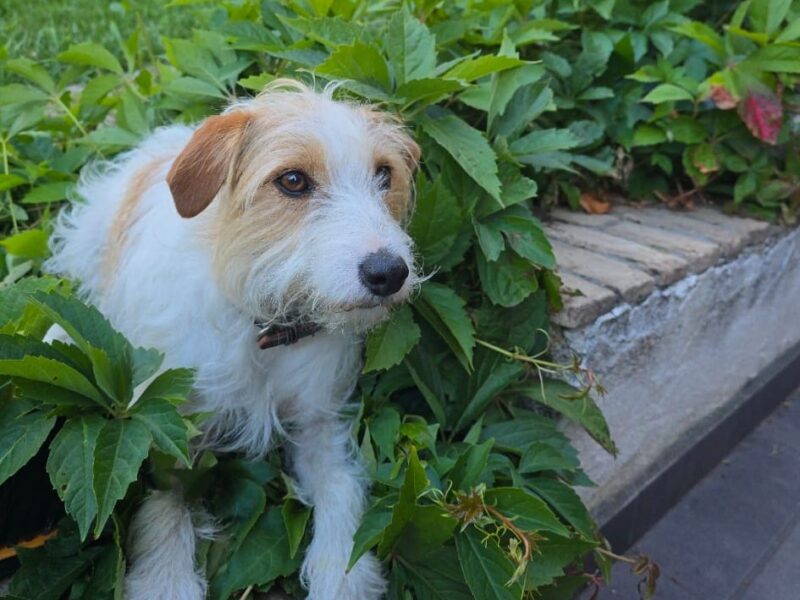 Zaginęły psy rasy Jack Russell Terrier