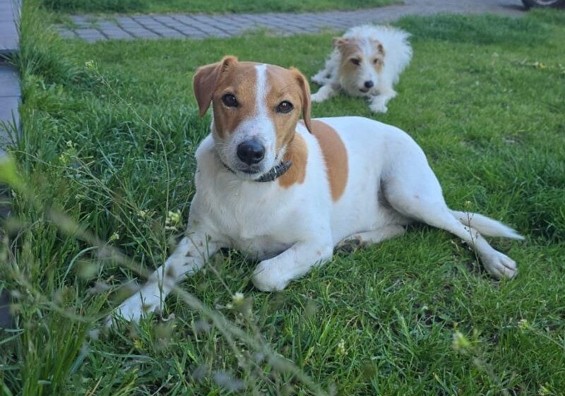 Zaginęły psy rasy Jack Russell Terrier