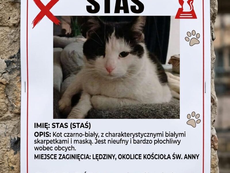 Zaginął Kot Stasiu