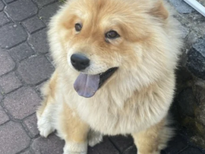 ZAGINAL PIESEK CHOW CHOW