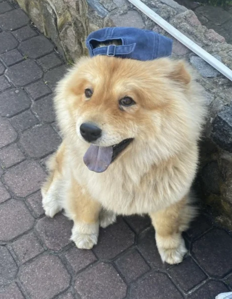 ZAGINAL PIESEK CHOW CHOW