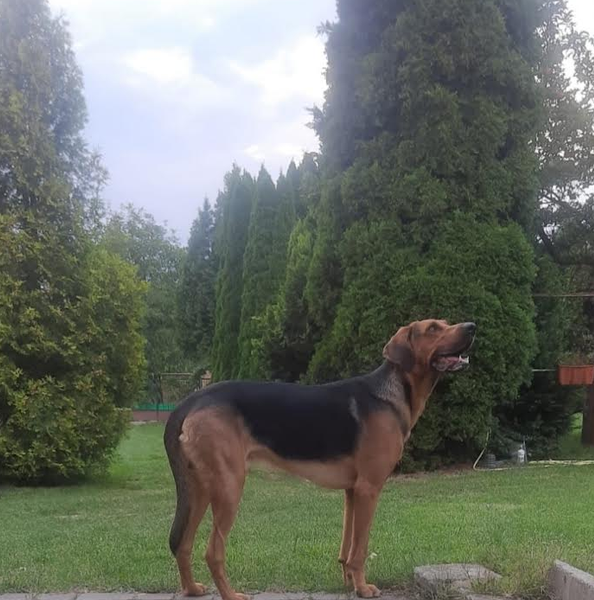 !!! Zaginął pies Imbir !!!
