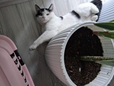 Zaginął kotek Lina