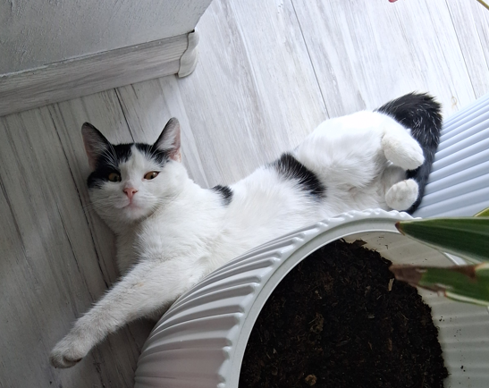 Zaginął kotek Lina
