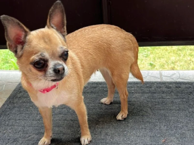 Zaginęła sunia Chihuahua Lady