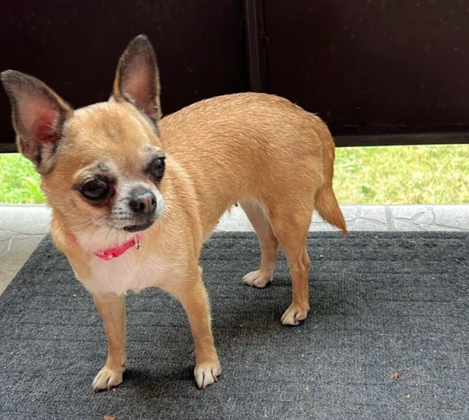 Zaginęła sunia Chihuahua Lady