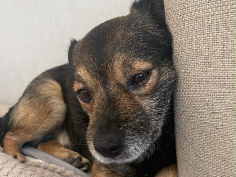 Zaginął piesek Krakers !