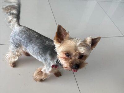 Zaginął Yorkshire Terrier Haczi