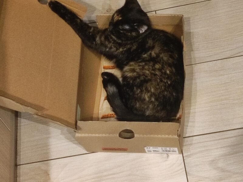 Zginęła kotka Lili