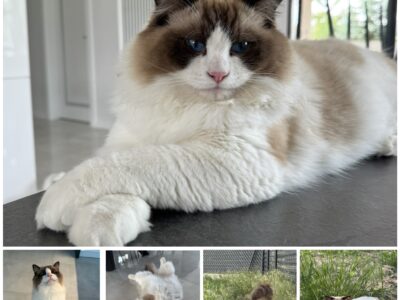 Zaginął Ragdoll