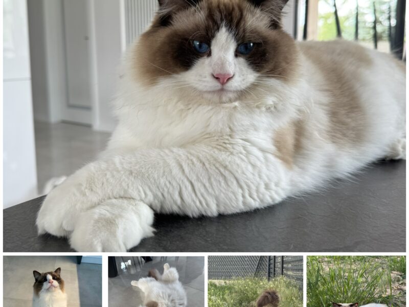 Zaginął Ragdoll