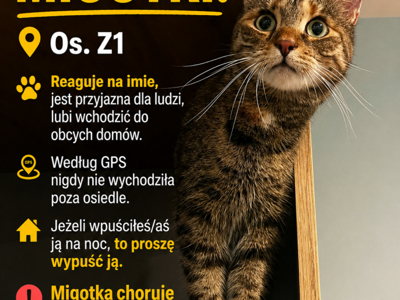 Szukamy Migotki