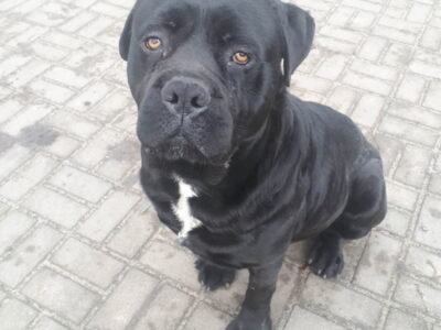 Zaginal cane corso