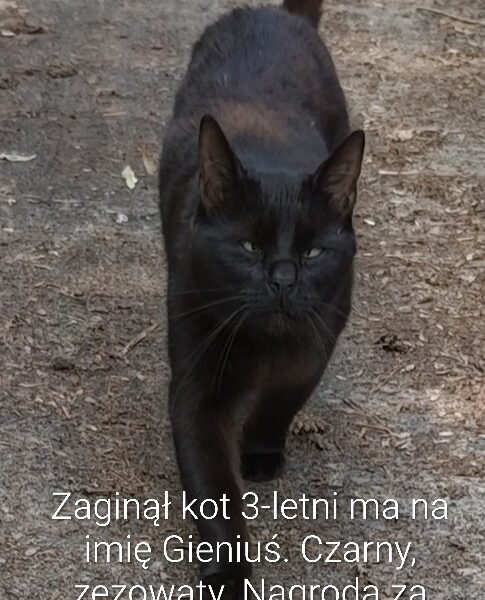 Zaginął kot Gieniuś