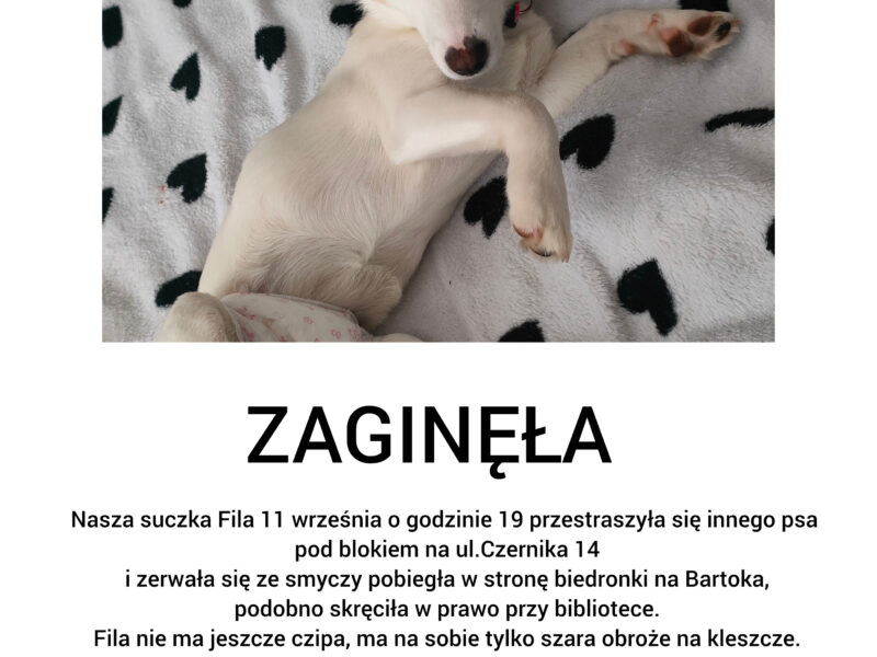 Zaginęła suczka Fila