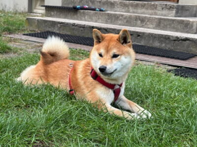 Zaginęła Shiba Inu