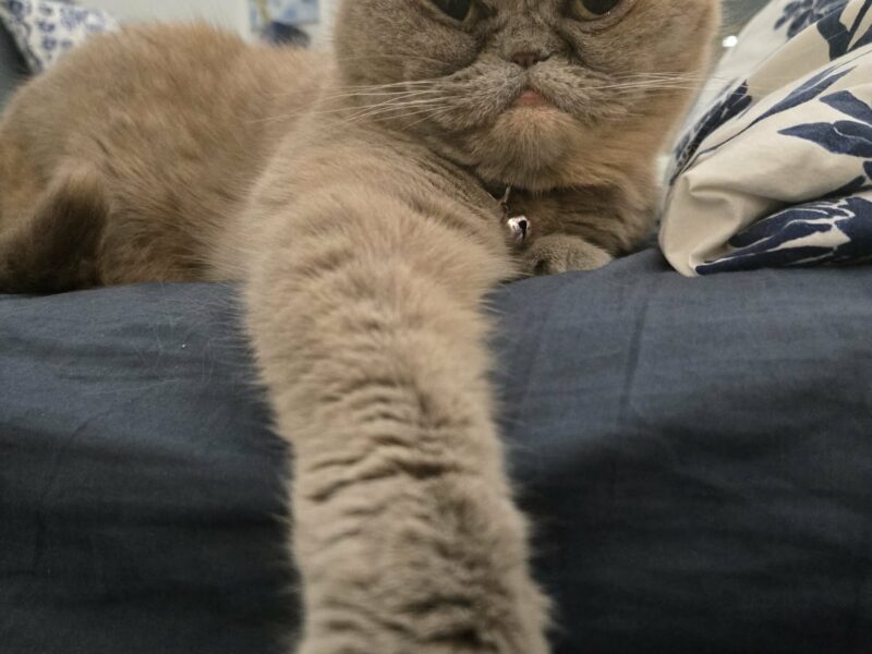 Zginęła Kotka Brytyjska Melcia