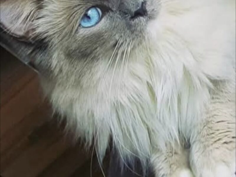 Zaginął kot Ragdoll Largo
