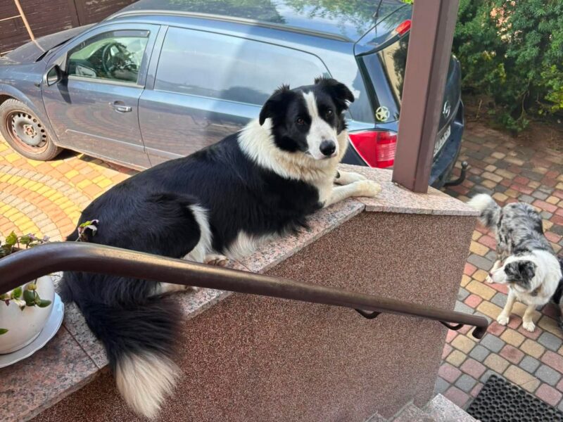 Zaginęła Czarna, border collie, gmina Banie Mazurskie