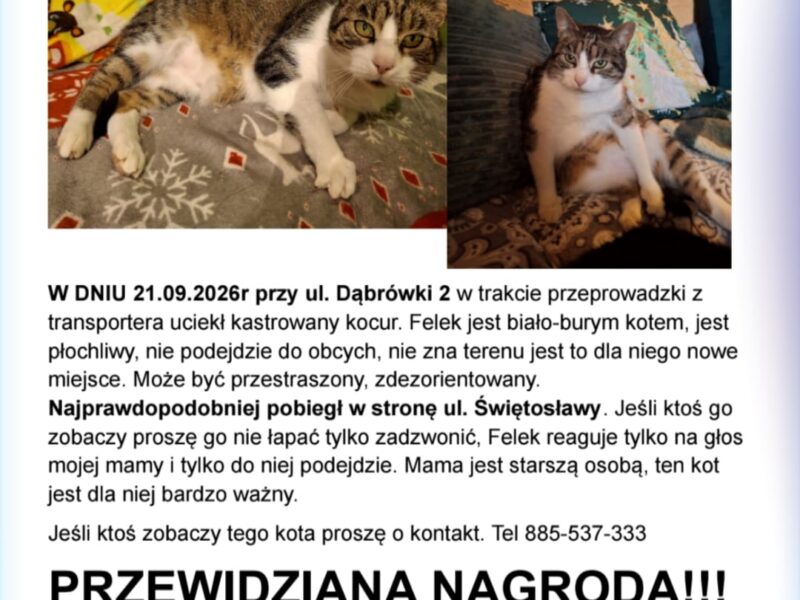 Zaginął kot Felek