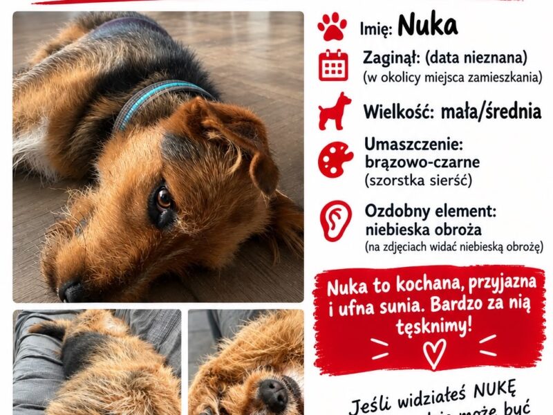 Szukamy Nuka bez obozy