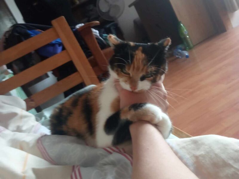 Zaginęła kotka w Oświęcimiu NAGRODA