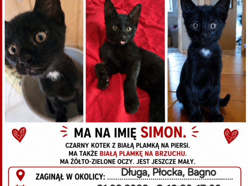Zaginął kot Simon