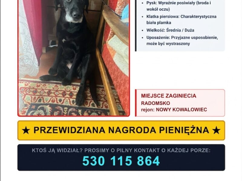 Zaginęła sunia Misia