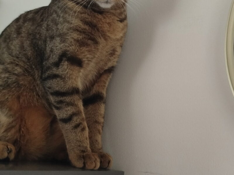 Zaginął kotek Simba