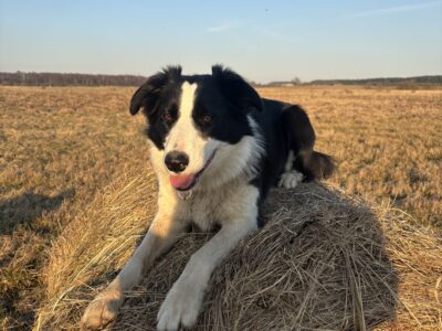 Zaginęła Czarna, border collie, gmina Banie Mazurskie