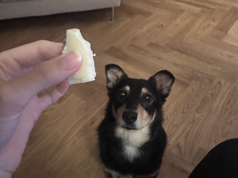 Zaginęła suczka Esia