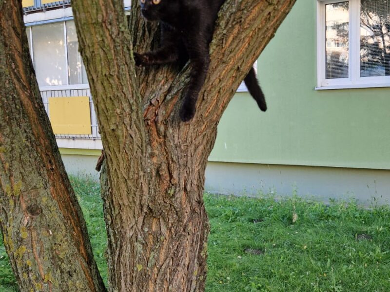 Zaginął kot Nygus