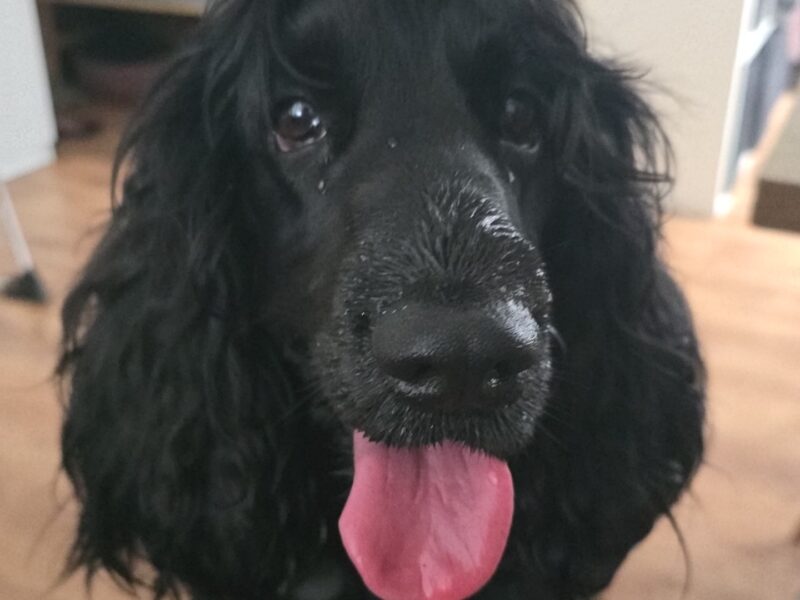 Zaginął Spaniel