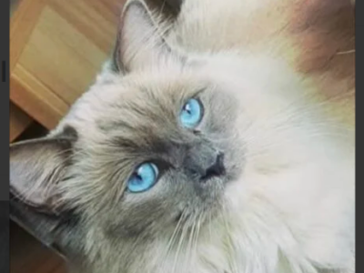 Zaginął kot Ragdoll Largo