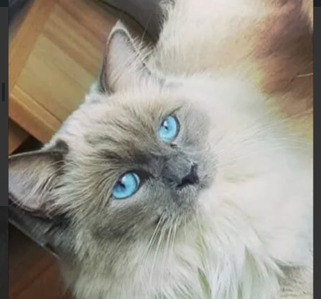 Zaginął kot Ragdoll Largo