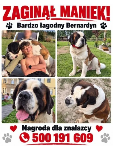 Zaginął Bernardyn Maniek