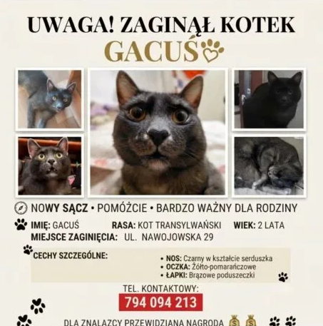 Zaginął mój kochany kociak
