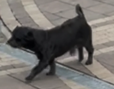 Zaginał piesek typu York