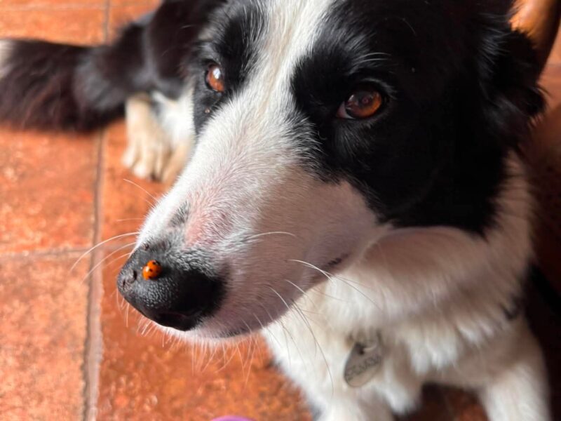 Zaginęła Czarna, border collie, gmina Banie Mazurskie