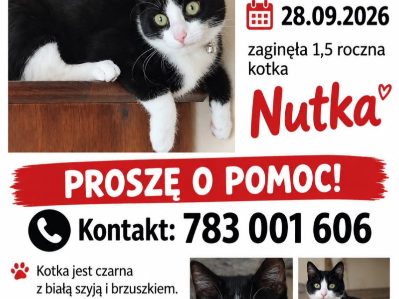 Zaginęła kotka Nutka