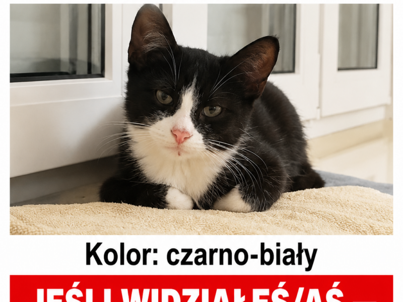 Zaginął kot czarno biały Micek