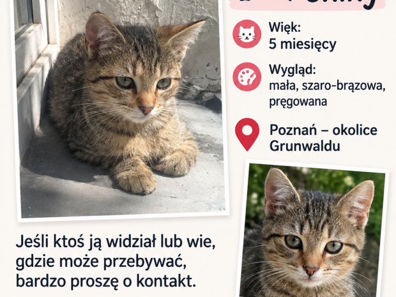Zaginęła kotka Chicy – Poznań (Grunwald)⁠