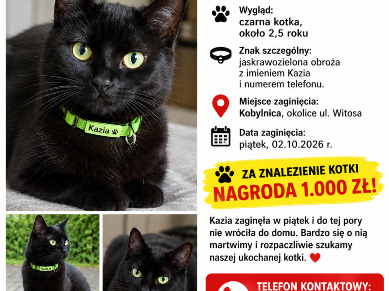 Poszukujemy czarnej kotki Kazi