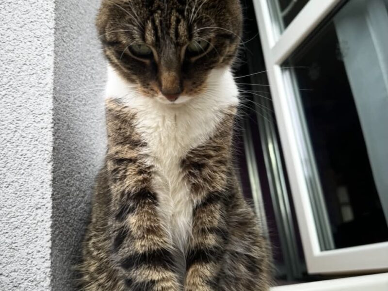 Zaginął mój kotek Niko